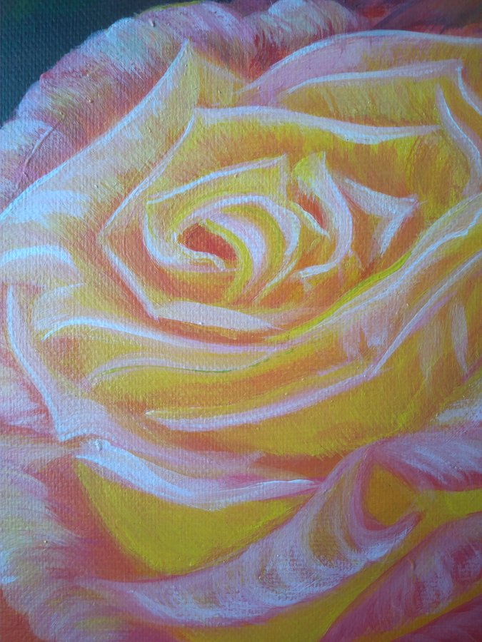 Pink rose