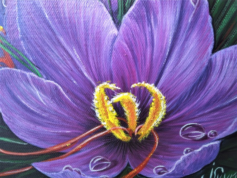 Purple crocuses