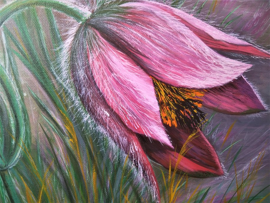 Pulsatilla