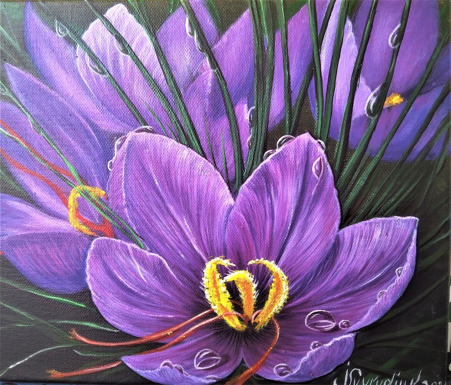 Purple crocuses