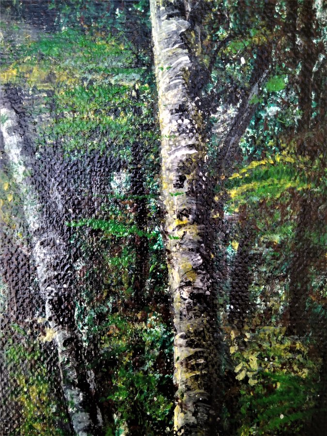 Morning in the birch forest