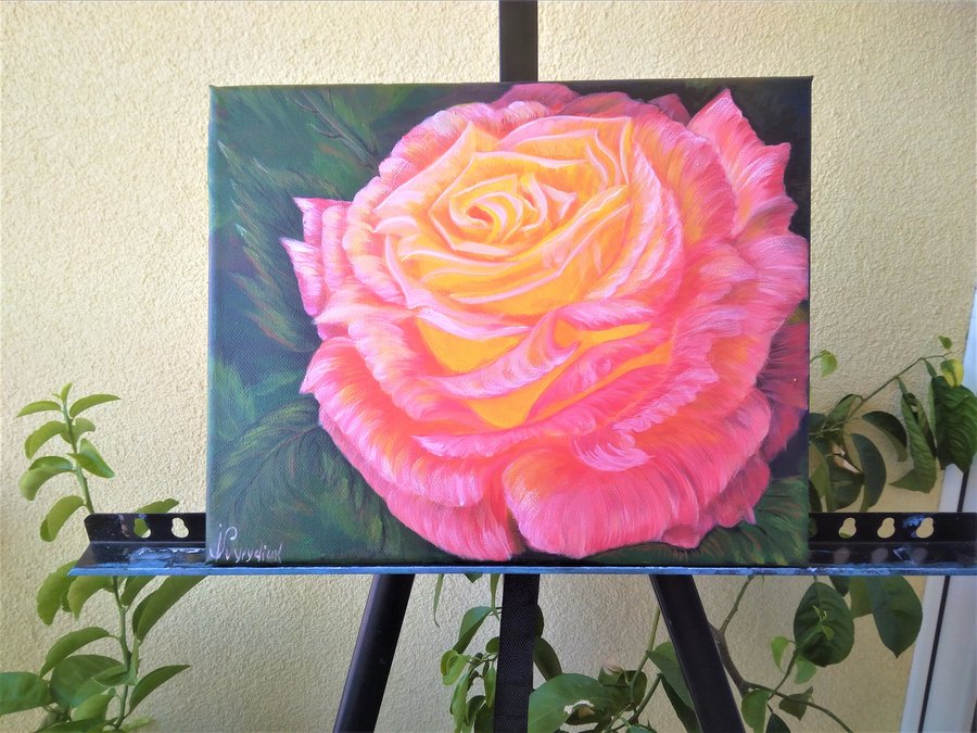 Pink rose