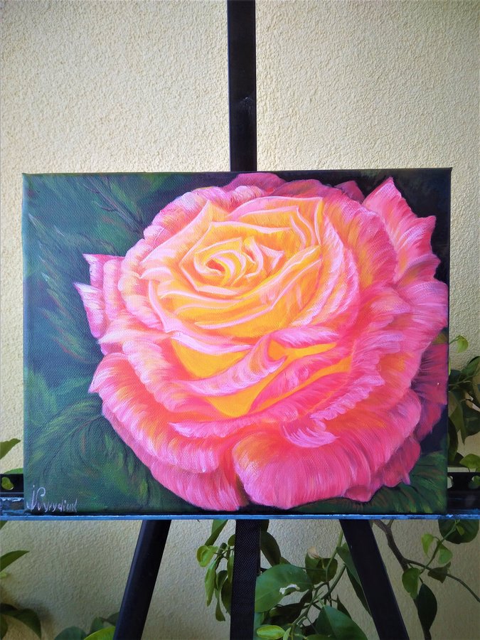 Pink rose