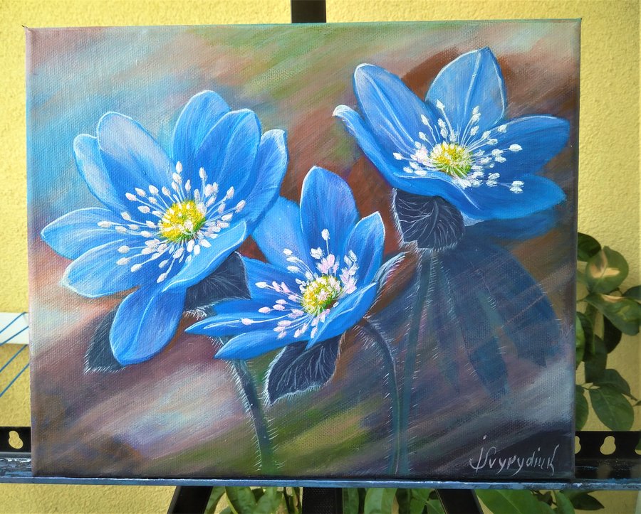 Flowers  Hepatica