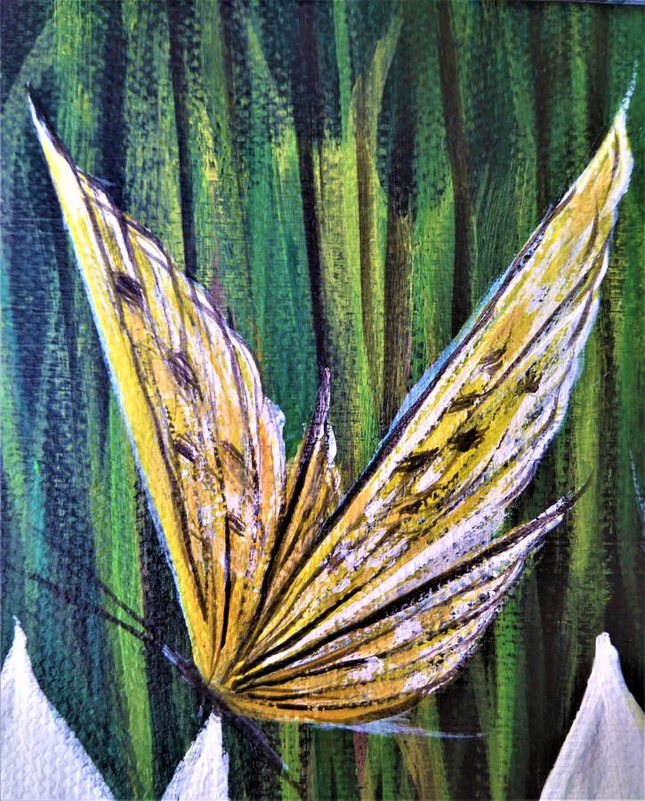 Narcissus