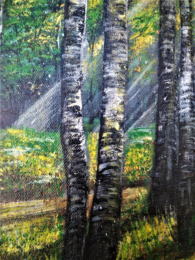 Morning in the birch forest