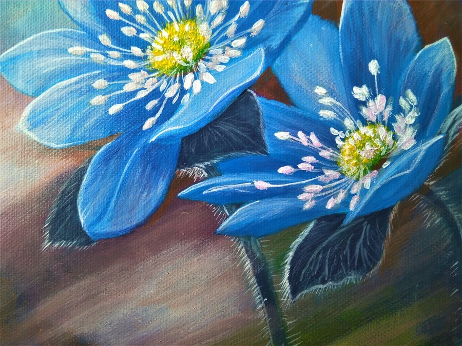 Flowers  Hepatica