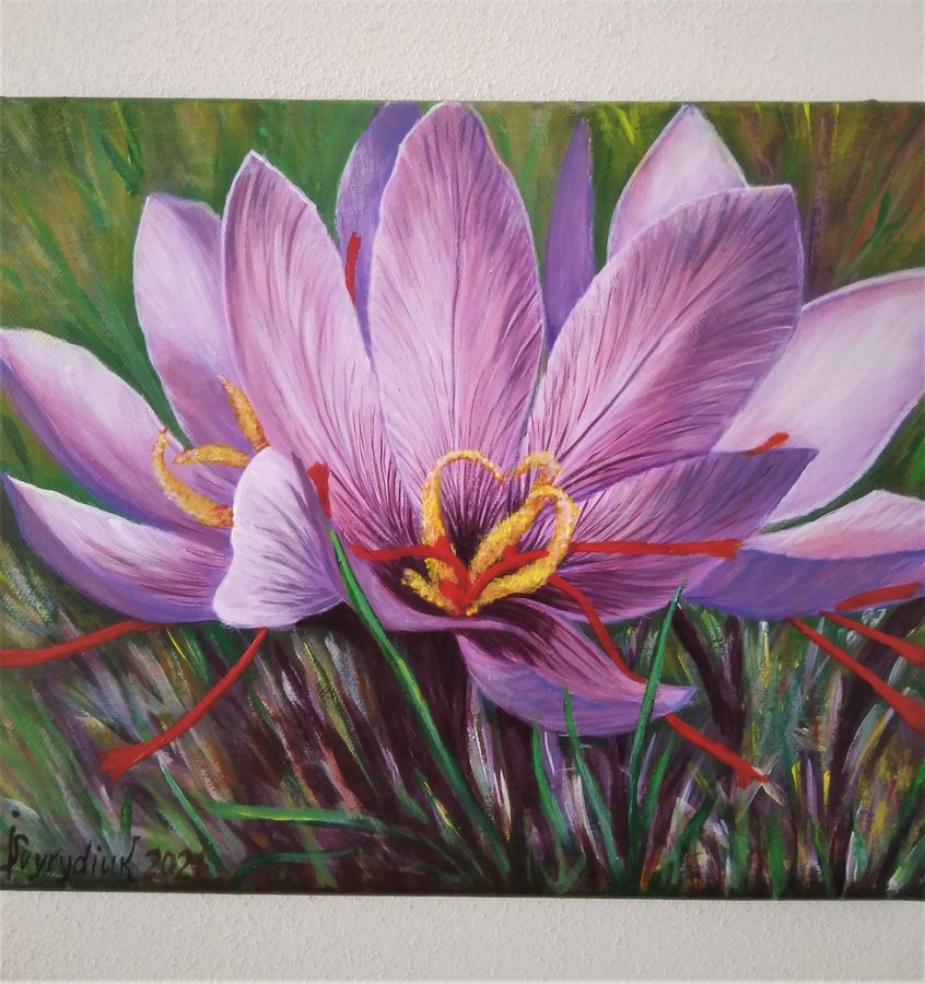Saffron crocus flower
