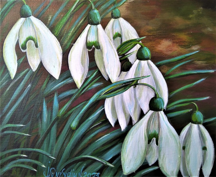 Cluster of snowdrop flowers