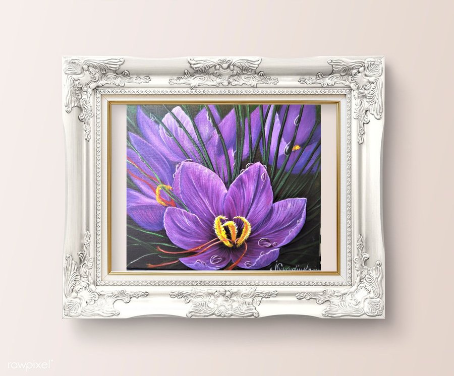 Purple crocuses