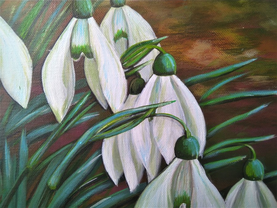 Cluster of snowdrop flowers