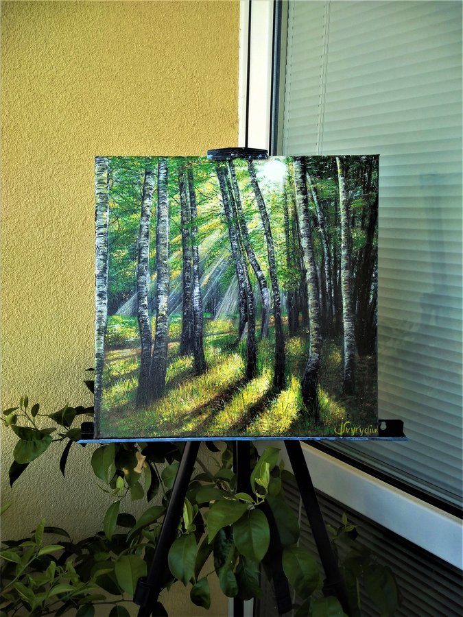 Morning in the birch forest