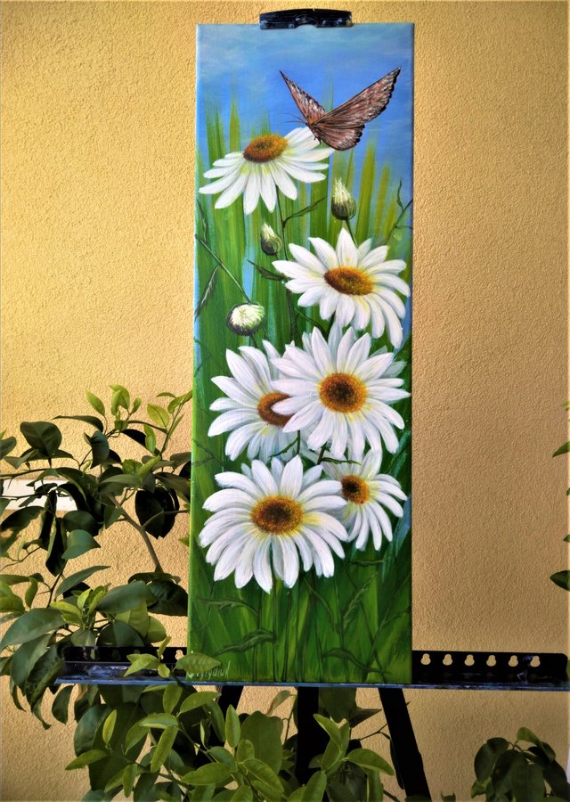 Daisies