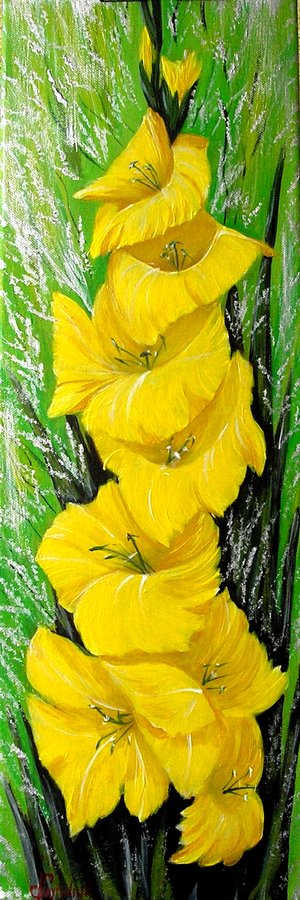 Yellow gladiolus