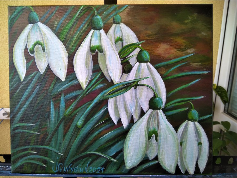 Cluster of snowdrop flowers
