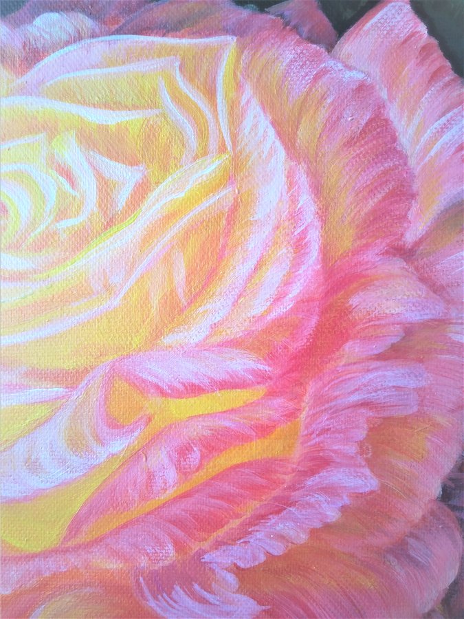 Pink rose