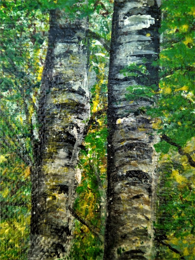 Morning in the birch forest