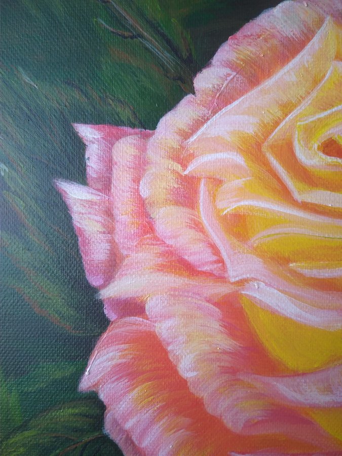 Pink rose