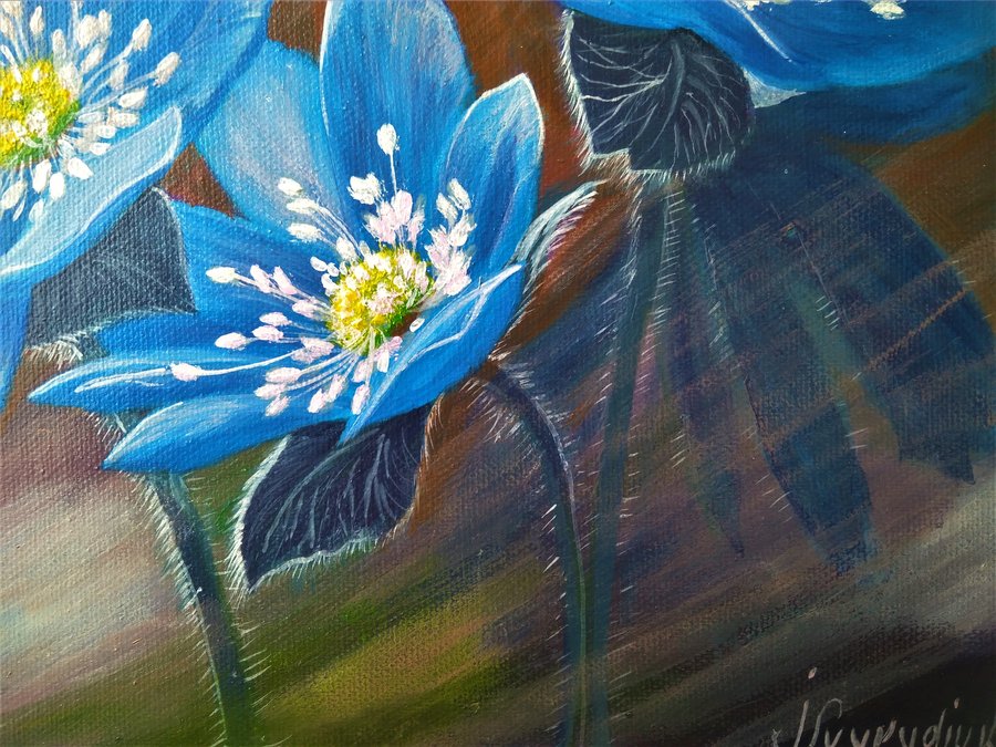 Flowers  Hepatica