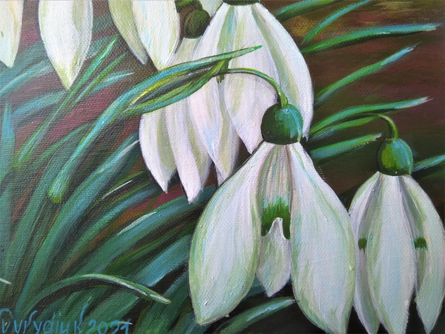 Cluster of snowdrop flowers