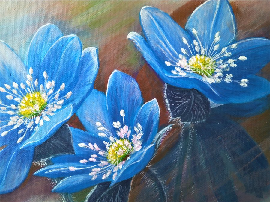 Flowers  Hepatica