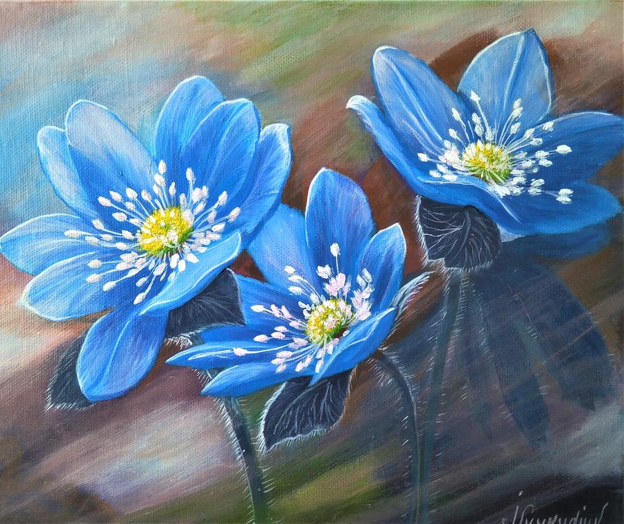 Flowers  Hepatica