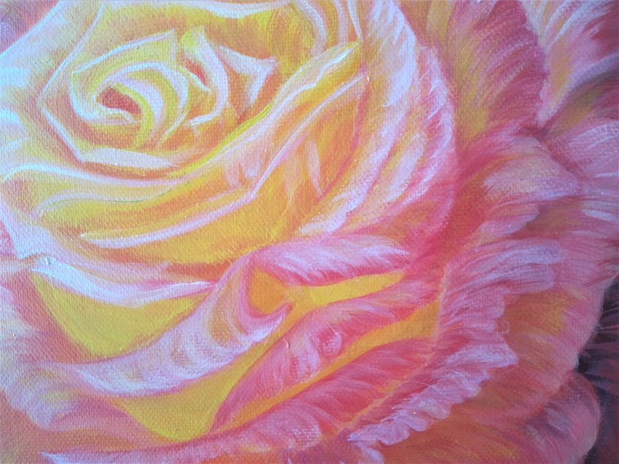 Pink rose