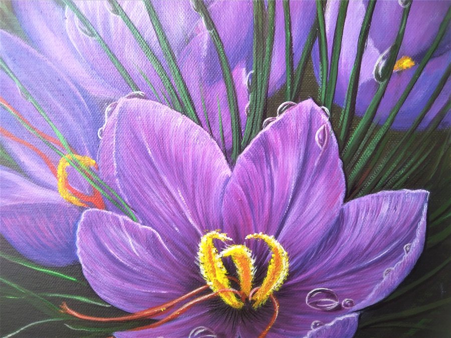 Purple crocuses