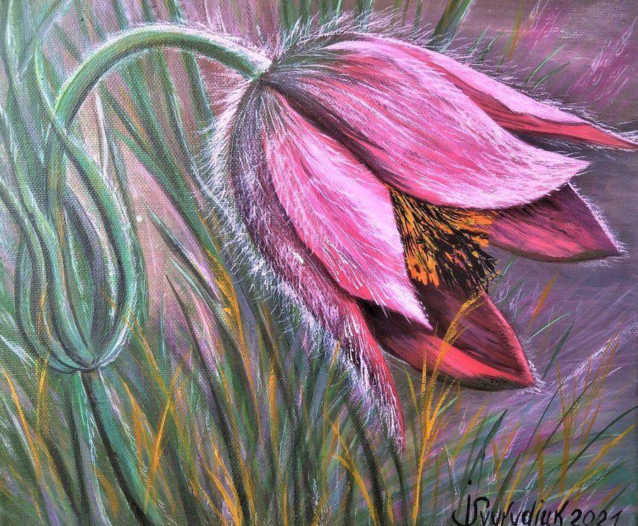 Pulsatilla