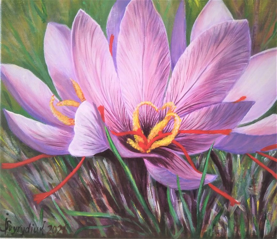 Saffron crocus flower