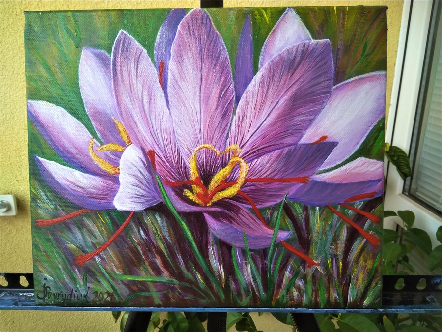 Saffron crocus flower