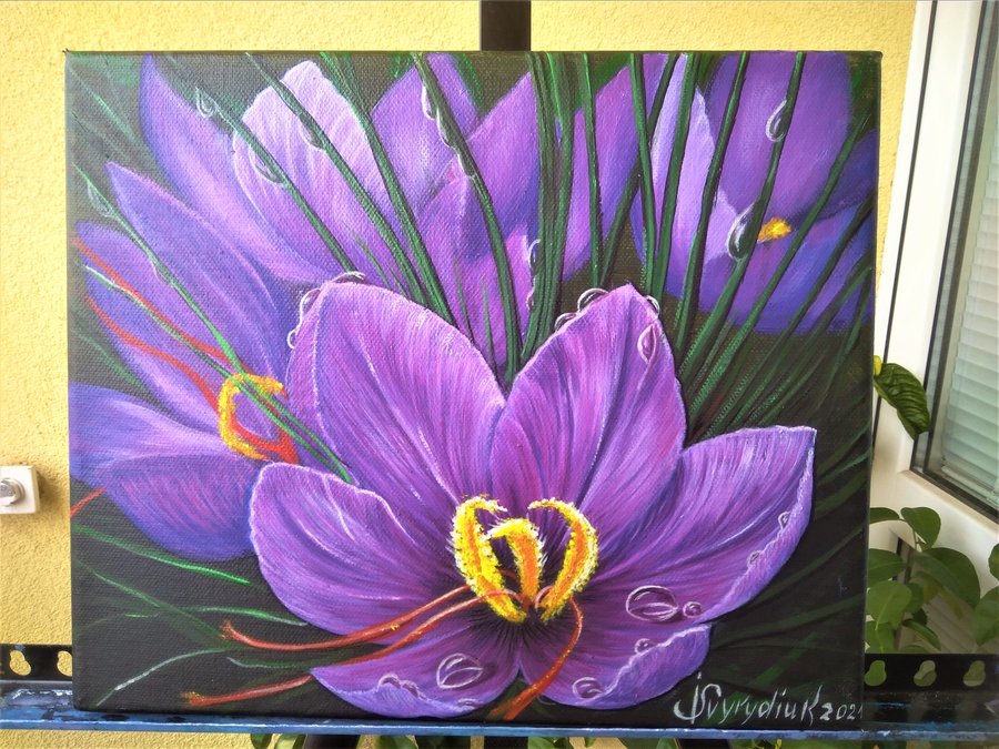 Purple crocuses