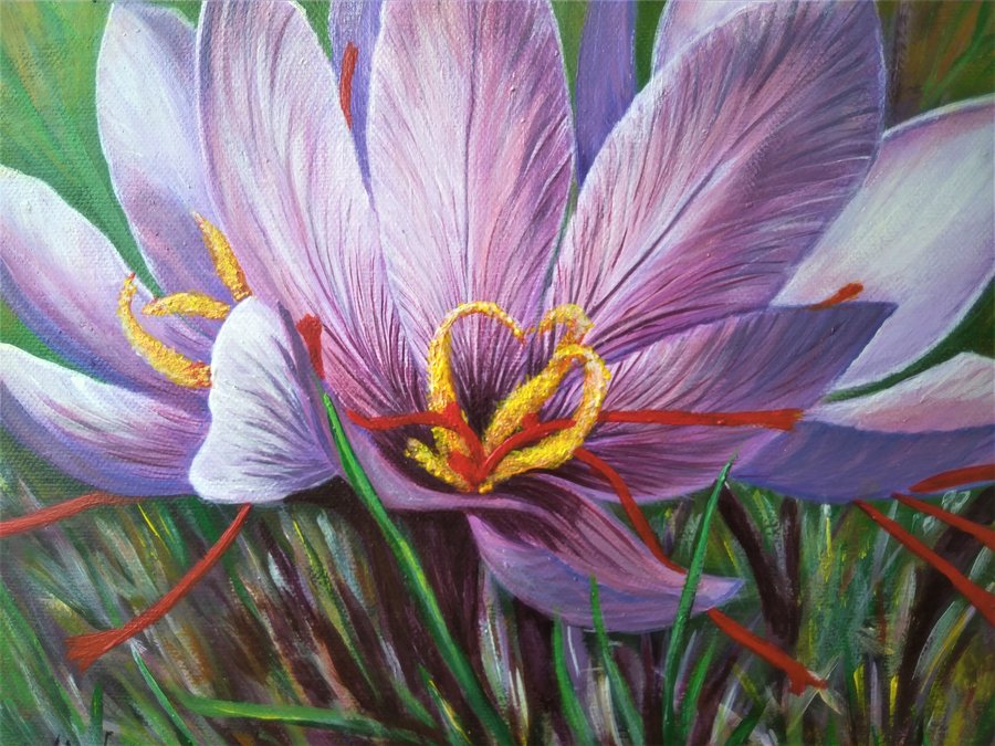 Saffron crocus flower