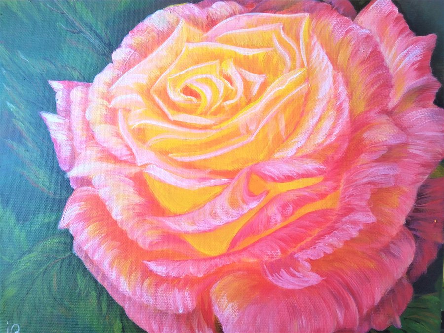 Pink rose