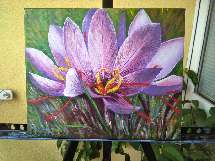 Saffron crocus flower